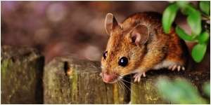 7 Arti Mimpi Membunuh Tikus, Hati-Hati ada Orang Terdekat yang Iri dan Cemburu