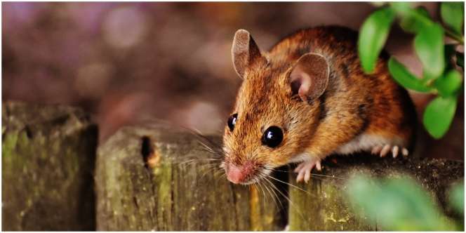 7 Arti Mimpi Membunuh Tikus, Hati-Hati ada Orang Terdekat yang Iri dan Cemburu