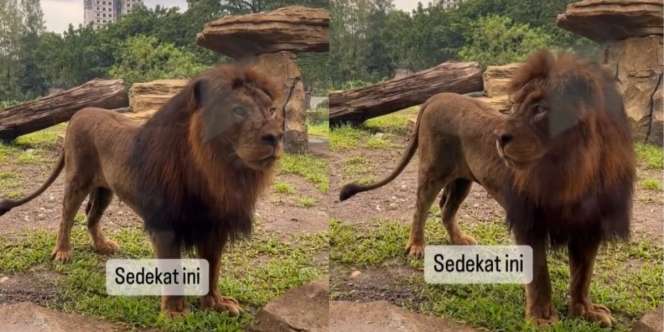 Viral Video Singa Kawin di Solo Safari, Gibran: Pelaku Akan Saya Tegur dan Panggil ke Kantor