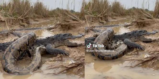 Nasib Tragis Buaya Mati dalam Kondisi Syok Usai Tarung Lawan Ular Piton Segede Paha Manusia: Mulutnya Sampai Mangap