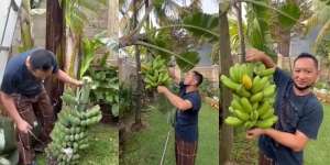 Rumah Mewah Pegawai Kemenkeu Viral, Begini Momen Kepala Bea Cukai Makassar Andhi Pramono Panen Pisang di Halaman 'Istananya'