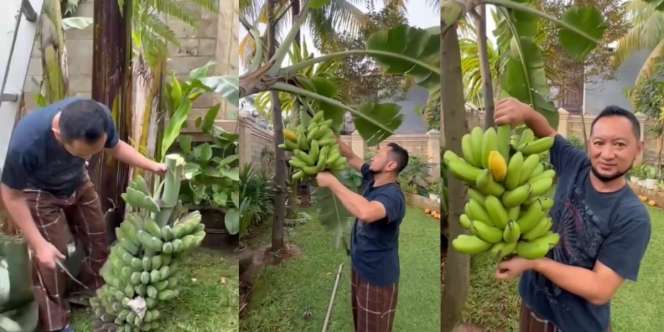 Rumah Mewah Pegawai Kemenkeu Viral, Begini Momen Kepala Bea Cukai Makassar Andhi Pramono Panen Pisang di Halaman 'Istananya'