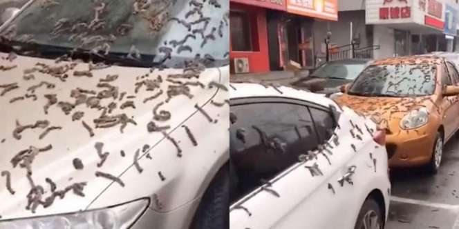 Terjadi Fenomena Aneh 'Hujan Cacing' di China, Warga Kebingungan