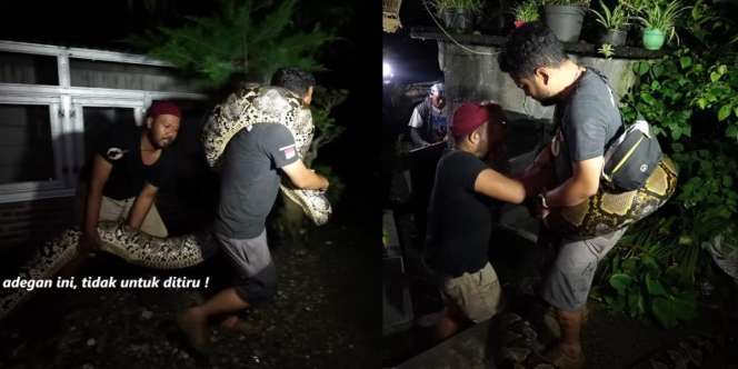 Evakuasi Ular Piton Raksasa Segede Batang Pohon Kelapa dari Kandang Kambing, Panji Petualang Hampir Celaka Dililit Sampai Sesak
