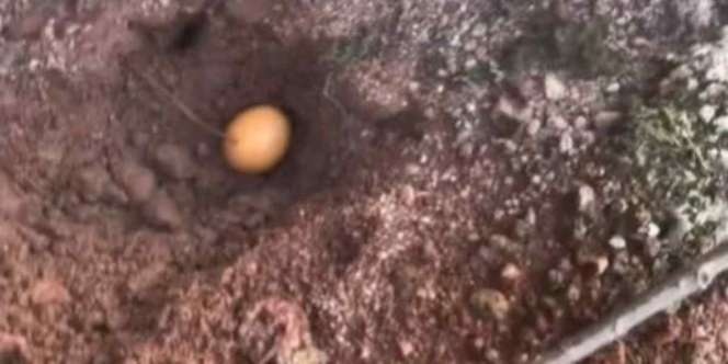 Cara Masak Telur di Gunung, Cukup Dikubur Tak Perlu Kompor 