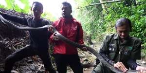 Niat Mau Lepasliarkan Ular di Sungai Hutan Bambu di Kuningan, Panji Petualang Ketemu King Kobra Hitam, Ada Luka Mengaga di Kepalanya