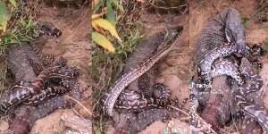 Nekat Bertarung Hidup Mati Lawan Biawak, Ular Piton Tetap Membelit Meski Tubuh Tercabik-cabik