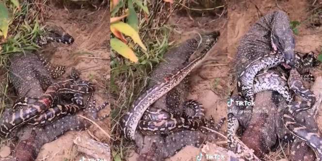 Nekat Bertarung Hidup Mati Lawan Biawak, Ular Piton Tetap Membelit Meski Tubuh Tercabik-cabik