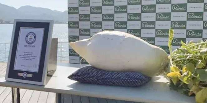 Fantastis! Lobak Raksasa Seberat Rp45,8 Kg Pecahkan Rekor Dunia