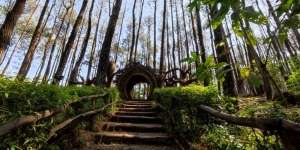 Rekomendasi Jalan-Jalan ke Hutan Wisata di Yogyakarta