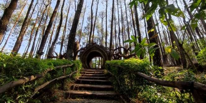 Rekomendasi Jalan-Jalan ke Hutan Wisata di Yogyakarta