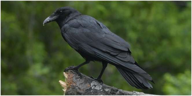 9 Arti Mimpi Burung Gagak yang Tak Selalu Jadi Pertanda Buruk
