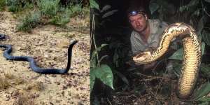 Pertarungan Ular Paling Berbisa Gaboon Viper VS Kobra Leher Hitam, Begini Endingnya