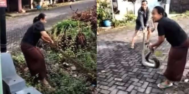 Ngeri! Aksi Nekat Emak-Emak Tangkap Ular 3 Meter dengan Tangan Kosong Bikin Takjub