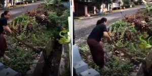 Viral! Aksi Nekat Emak-Emak Semarang Tangkap Ular Piton 3 Meter di Perumahan, Netizen: 'Terbukti Siapa Ras Terkuat di Bumi'