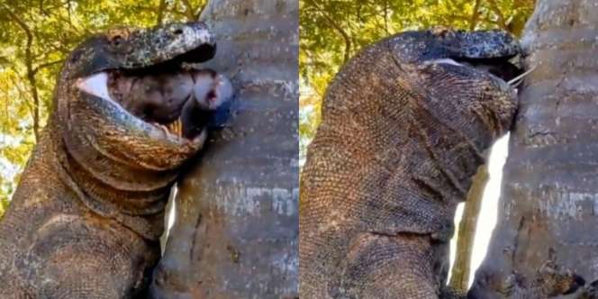 Makan Mangsa Bulat-Bulat Tanpa Dicabik, Komodo Klenger Tak Bisa Menelan, Hanya Bisa Mangap Sambil Sandaran Pohon Kelapa