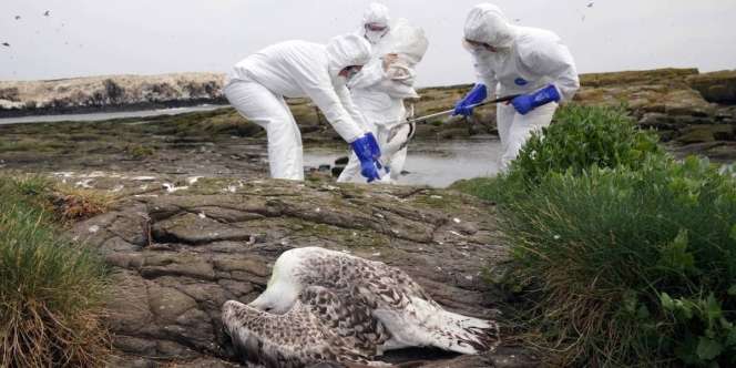 Was-was Flu Burung, Sejarah Avian Influenza