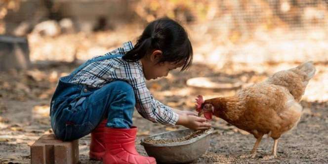 Was-was Flu Burung, Perengut Nyawa Anak-anak di Kamboja