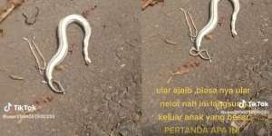 Ular Tak Bergerak di Tengah Jalan Dikira Mati Ternyata Melahirkan, Komentar Emak-emaknya Bikin Netizen Mau Ketawa Takut Dosa