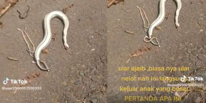 Ular Tak Bergerak di Tengah Jalan Dikira Mati Ternyata Melahirkan, Komentar Emak-emaknya Bikin Netizen Mau Ketawa Takut Dosa