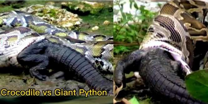 Detik-Detik Ular Piton Raksasa Telan Buaya Bulat-Bulat, Mangsanya Masih Hidup Sampai di Perut