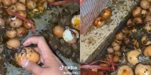 Bikin Elus Dada, Ibu Tak Jadi Jualan, Telur 1.200 Butir Hangus Gegara Anak Main Petasan