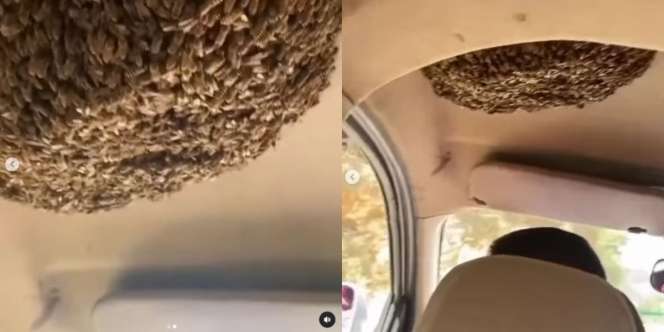 Viral Pria Santai Berkendara Meski Ribuan Lebah Bersarang di Dalam Mobil, Tepat di Atas Kepalanya