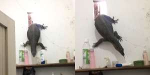 Dengar Suara Botol Jatuh di Kamar Mandi Saat Sendirian di Rumah, Wanita Ini Terperanjat Ternyata 'Tamunya' Biawak Raksasa yang Gendut