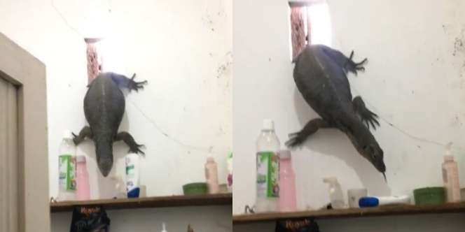 Dengar Suara Botol Jatuh di Kamar Mandi Saat Sendirian di Rumah, Wanita Ini Terperanjat Ternyata 'Tamunya' Biawak Raksasa yang Gendut