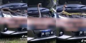 Viral! Pas Buka Kap Mobil, Pemilik Kaget Muncul King Kobra Raksasa Lagi Standing Siap Menyerang