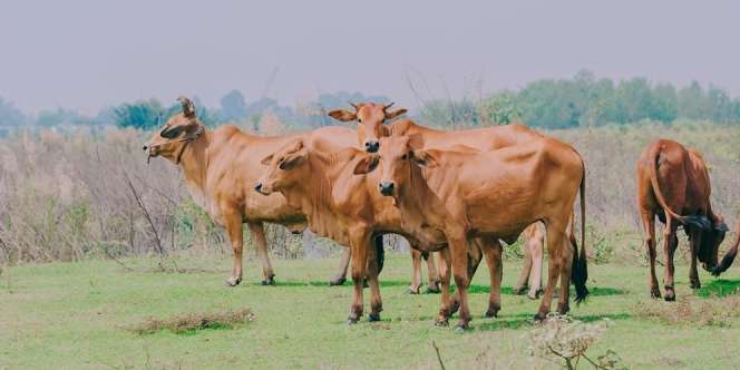 Arti Mimpi Menyembelih Sapi Menurut Ulama, Bawa Kabar Baik Sekaligus Buruk