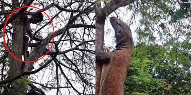 Pria Bertelanjang Dada Dikejar Komodo Sampai Panjat Pohon, Terus Ditunggu di Bawah Gak Bisa Turun, Endingnya Bikin Penasaran