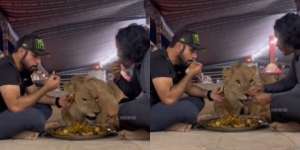 Bikin Deg-Degan Momen Warga Dubai Buka Puasa Bareng Singa, Warganet: Kalau Masih Lapar Tinggal Hap!