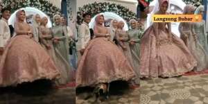 Ngakak! Momen Kucing Nggak Ada 'Akhlak' Nyelonong Masuk Gaun Pengantin, Dikira Ada Makanan di Tudung Saji