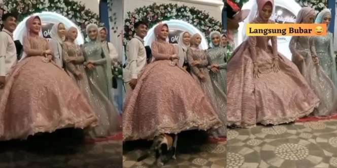 Ngakak! Momen Kucing Nggak Ada 'Akhlak' Nyelonong Masuk Gaun Pengantin, Dikira Ada Makanan di Tudung Saji
