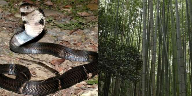 Cerita Misteri Pemuda Tersesat di Hutan Usai Bunuh Ular Hitam dan Pangkas Semua Daun Palem Kipas Buat Ketupat Lebaran