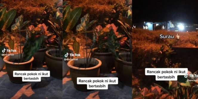 Viral! Tanaman Keladi Ikut Bertasbih, Bergerak Sendiri Ikut Suara Zikir Jemaah di Surau Terdekat 