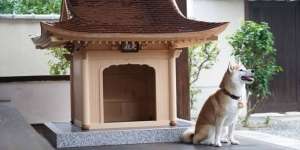 Kandang Anjing `Sultan` Ini Berharga Rp2,2 Miliar, Dibuat Tukang dari Istana dan Bahan Kelas Wahid