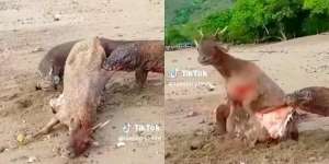 Begini Sadisnya Komodo Cabik-cabik dan Keluarkan Isi Perut Rusa Hidup-hidup
