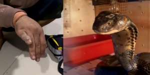 Jari Kelingking Digigit King Kobra Hitam Sampai Bengkak dan Pucat Saat Kasih Minum, Panji Petualang Nyaris Tidak Bisa Lebaran