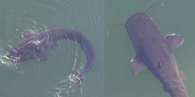 Cerita Ikan Lele Raksasa di Kolam Pendingin PLTN Chernobyl, Panjang 2 Meter dan Masih Hidup Meski Terpapar Radiasi