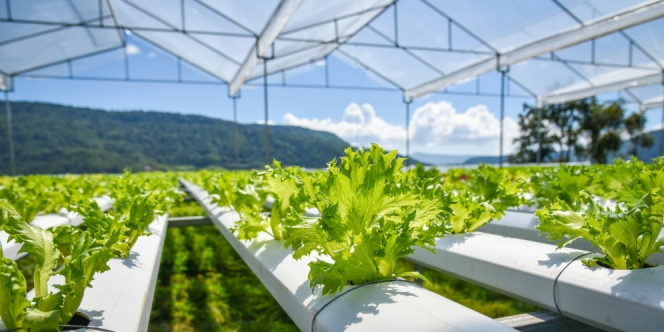 Rooftop Hotel di Bali Ini Jadi Tempat Berkebun