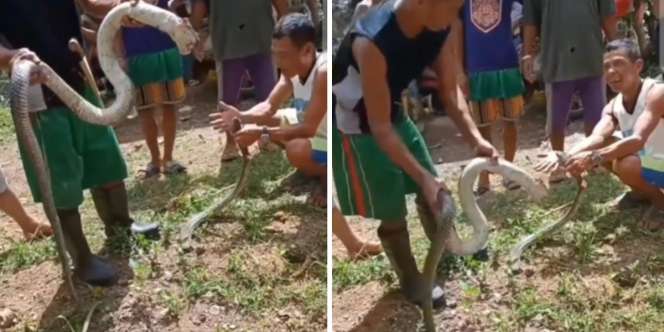 Sok Jagoan Masukkan Tangan ke Mulut Ular King Kobra yang Baru Mati Dibunuh Warga, Nasib Pria Ini Malah Berakhir Menyedihkan