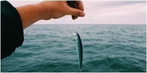 Doa Nabi Sulaiman untuk Memancing Ikan agar Hasil Tangkapan Melimpah