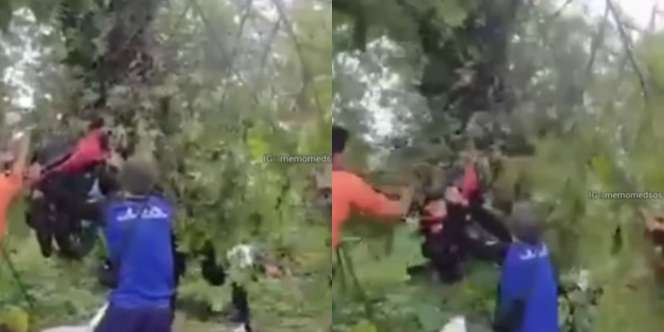 Diduga Rem Blong, 2 Wisatawan Terpental dan Motornya Nyangkut di Pohon Setinggi 3 Meter