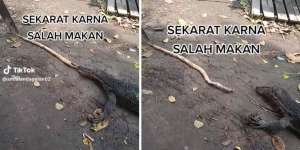 Salah Pilih Santapan, Biawak Lemas dan Tak Berdaya Saat Muntahkan Kembali Mangsanya