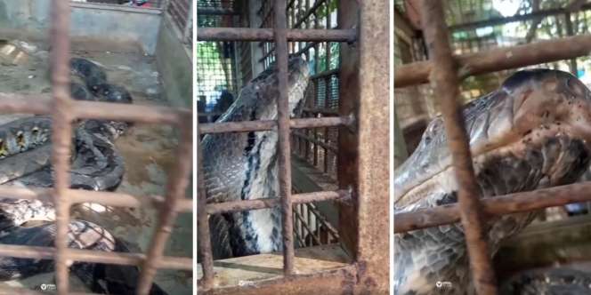 Ngeri! Begini Penampakan Kepala Ular Piton Raksasa Jika Dilihat dari Jarak Sangat Dekat, Netizen Justru Merasa Kasihan