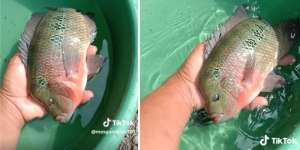 Miris! Ikan Ini Dulu Jadi Primadona Harganya Mahal Sampai Rp100 Juta, Sekarang Malah Dianggap Hama dan Bahayakan Ekosistem Indonesia