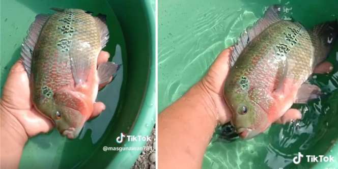 Miris! Ikan Ini Dulu Jadi Primadona Harganya Mahal Sampai Rp100 Juta, Sekarang Malah Dianggap Hama dan Bahayakan Ekosistem Indonesia