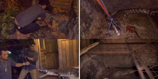 Tangkap Buaya Muara 1,5 Meter di Karawang, Panji Petualang Kewalahan